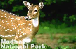 Madhav National Park