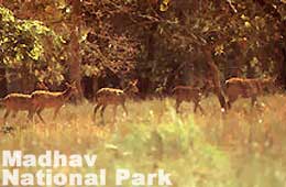 Madhav National Park