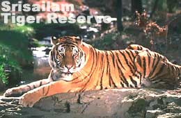 Srisailam Tiger Reserve